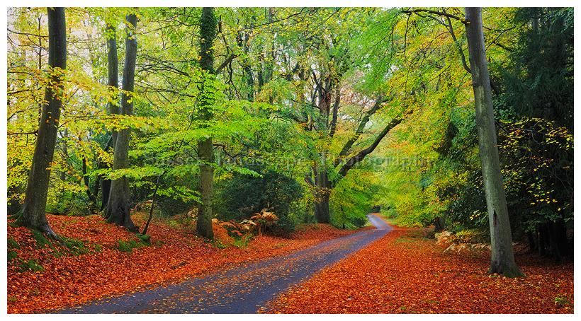 slides/Woodland Rd.jpg bedham road,west sussex, south downs national park, west sussex,autumn,colour,carpet,leaves,turning,yellows,golds,greens,reds Woodland Rd